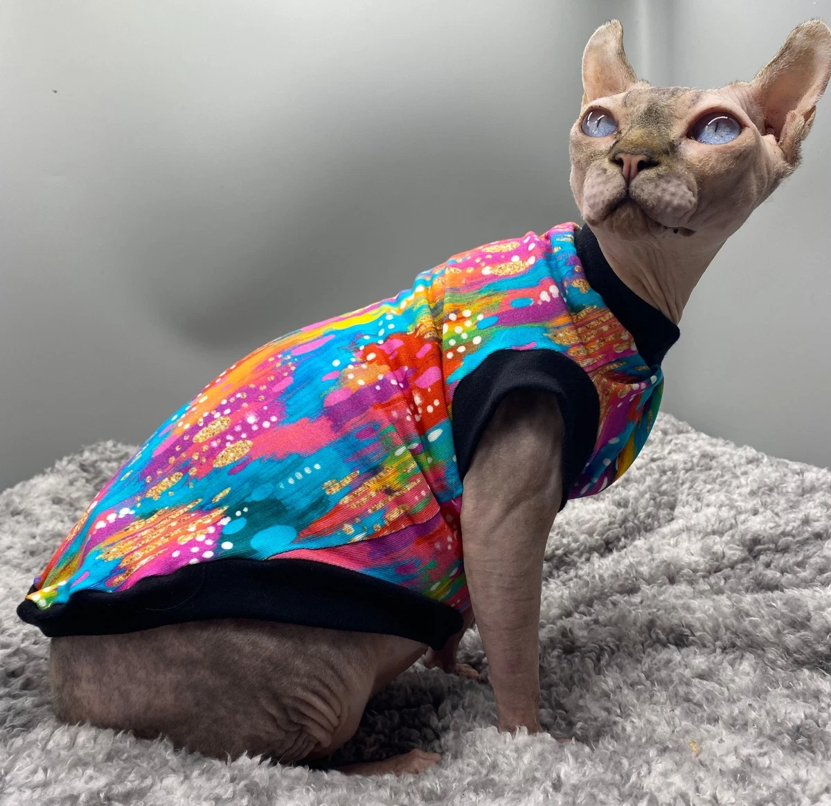 Sphynx cat on sale supplies