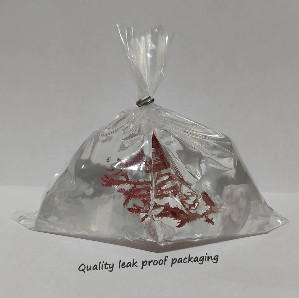 Live Frag Peltata Macro Algae Plant Reef Refugium Coral Saltwater - Image 2 of 2