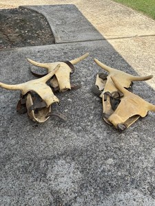 Hardy Roping Horns