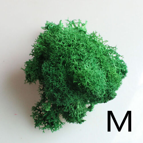 Natural Reindeer Moss Preserved Norwegian Dried Craft Decorations Wreath Green - Picture 24 of 26