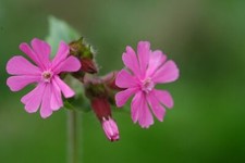 Light Clove, Red Light Clove, Silene dioica, 100 Seeds, Red