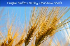 Barley Grain Seeds -Purple Hulless Barley- 100 Seeds-Ancient Cereal Grain