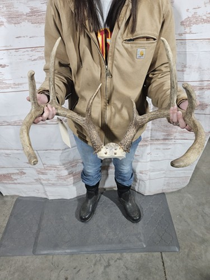 #ad #ad Wild 8 Point Whitetail Deer Antler Rack Skull Plate Man Cave Cabin Typical 137quot; $169.00