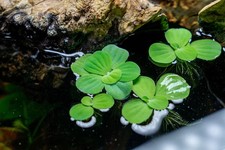 Water Lettuce Live Aquarium/Pond Plant 6 plants 