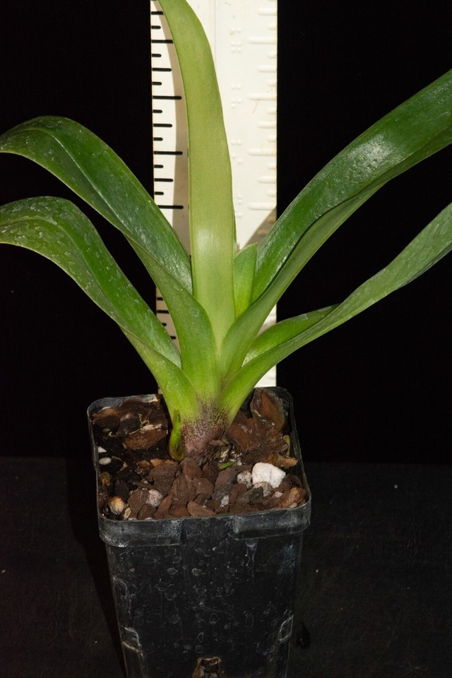 Paphiopedilum Osage Eagle 3 (Desert Rain x Chocolate Eagle), in spike