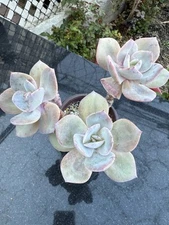 Rare Succulent-Echeveria 'Hakuhou' Big 3 Heads Gorgeous!