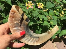 Jewish Shofar 10-12" Ram Horn Blowing Synagogue Prayer Free Shipping From Israel