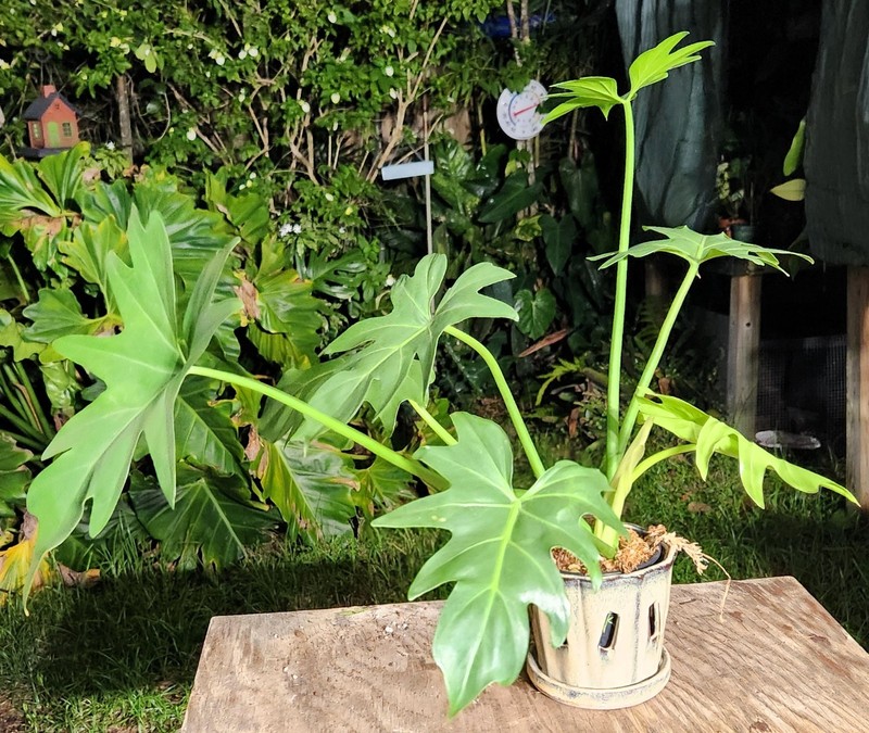 Philodendron Radiatum Plant grown in 5" Pot 17" Tall 26" Wide