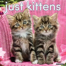 Willow Creek Press,  Just Kittens 2026 Wall Calendar, 12'' X 12'', 18-Month Cale