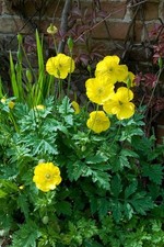 KAMBRISCHER SCHEINMOHN - WALISISCHER MOHN - MECONOPSIS CAMBRICA 20+ SAMEN Z 246