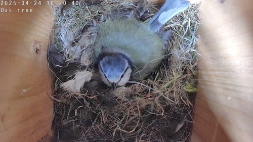 Bird Nest Box With 2K WiFi Camera & SD Card. View on Phone, Tablet, TV, PC - Picture 3 of 20