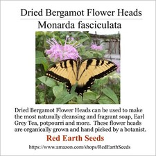 Dried Wild Bergamot Flower Heads - .1 ounce - Monarda fistulosa