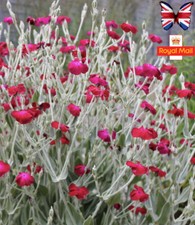 🌸 Lychnis Coronaria “ Blood Red” 100 Seeds Rose Campion