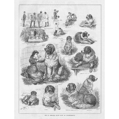 DOGS The St Bernard's Club Show at Knightsbridge - Antique Print 1883