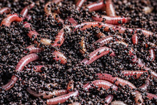 Vers de compost Eisenia  pour  Lombricomposteur