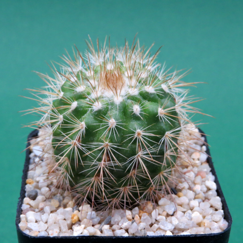 Parodie juckeri var. australis HJ 447, 4,5 cm plante ancienne (7369) - Photo 1/2