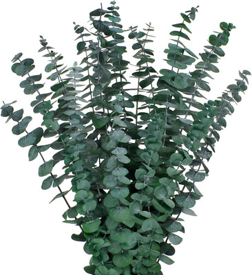 12PCS Dried Eucalyptus Bundle 17'' Real Eucalyptus Stems 100% Natural Fresh Leav