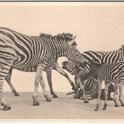 c1920s Chicago IL Transvaal Zebra Postcard Field Museum Akeley Equus Quagga
