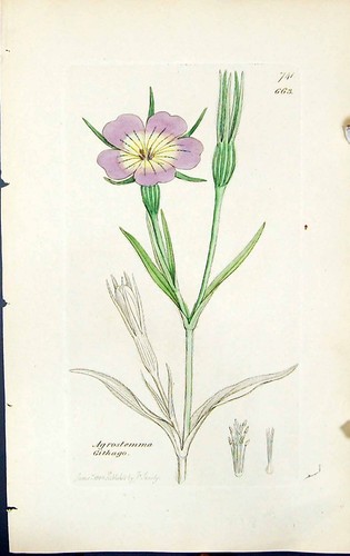 Antique Old Print Agrostemma Glithgo British Plants Botany 1847 Sowerby Smith