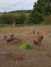 6 Bielefelder Chicken  Eggs from hens  living with cockedoodledoo catchmydrift!