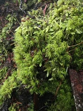 Live Fresh Mood Moss Assortment Vivarium Terrarium Fairy Garden 