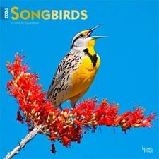 Songbirds | 2026 12x24" (Hanging) Monthly Square Wall Calendar | Plastic-Free