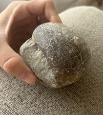 Fossil Shell Lavernock South Wales UK