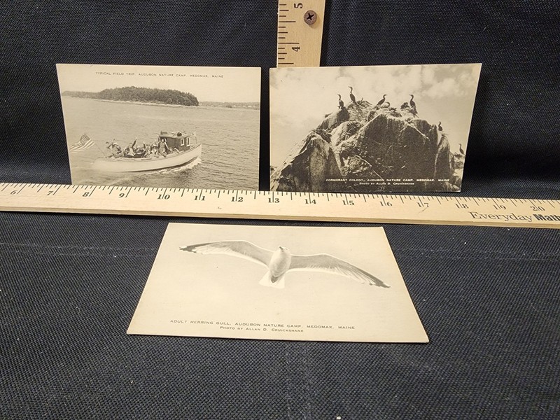 Antique Postcard Lot Of 3 Audubon Camp Medomak Maine Unposted Clean Backs