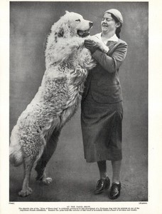 1930s Vintage GREAT PYRENEES Dog Print King of Sheep-dogs & Mistress  6477n