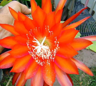 ORCHID CACTUS SEEDS yesterdays memories JUST HARVESTED