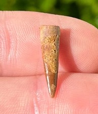 Pterosaur Flying Dinosaur Tooth Fossil Morocco Cretaceous Age Kem Kem