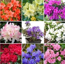 4 X MIXED DWARF RHODODENDRON SHRUBS FLOWERS in 9 cm pots Free Delivery