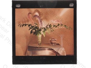 Still Life Flowers Vase Milligan Solomon Seal Dufaycolor Lantern Slide