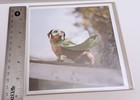 DACHSHUND SUPER HERO DOG CARDS, LOT OF 8, ORIGINAL RETAIL = $39.60 — photo 3