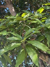 ORGANIC 50 Mango Leaves Fresh Florida 100 Natural Mango Leaves Organic