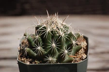 Coryphantha Sulcata Cold Hardy Cactus