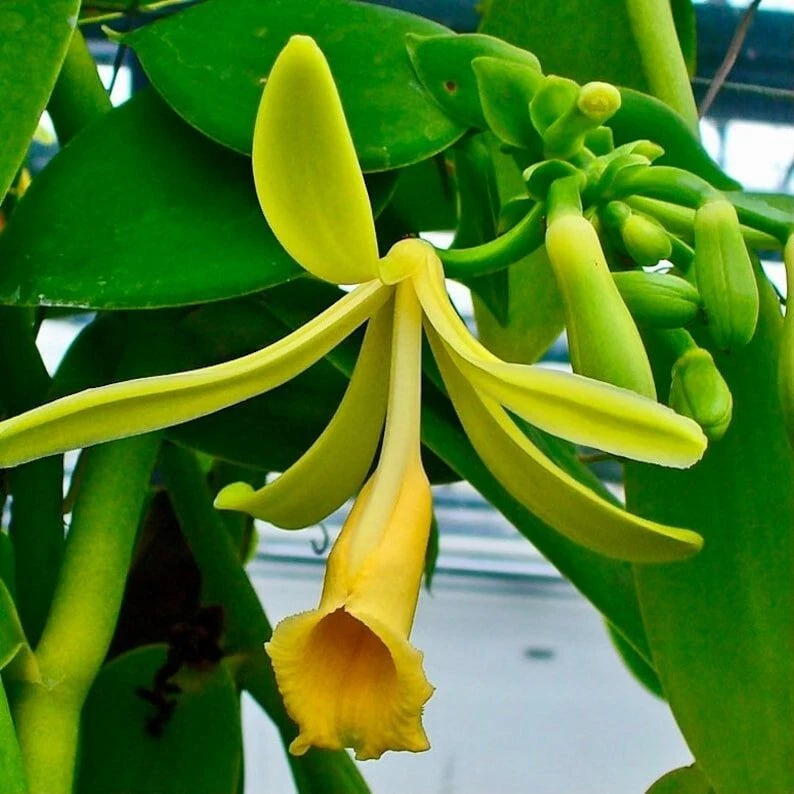 Vanilla Planifolia Orchid Plant Rooted 10 Live Cuttings Vanilla Bean Plant