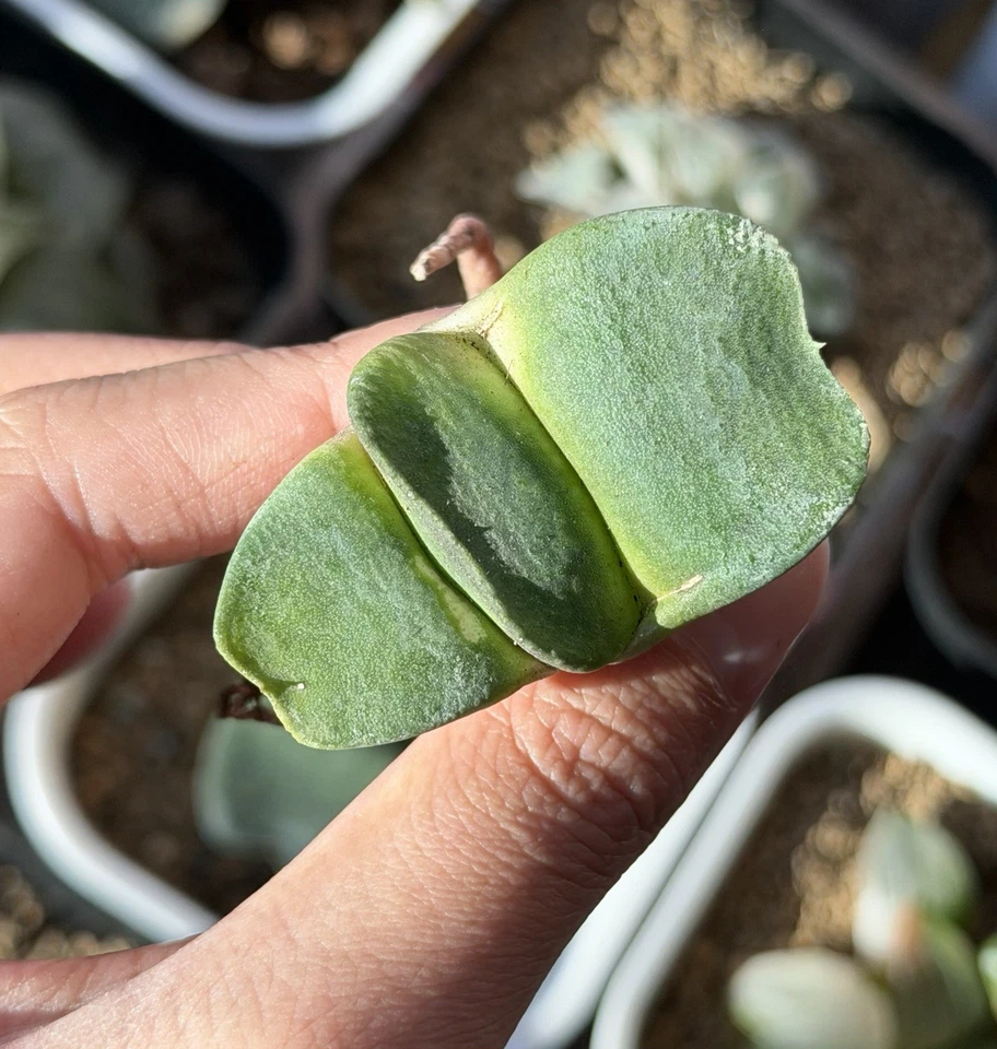 Gasteria Hybrid 'Gunpai Gagyu', cultivada en semillas, igual que en la foto (pequeña, 1,8 pulgadas) Foto 2 de 4