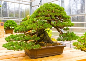 Ein Garten Bonsai die grandiose SchmalblattKiefer Winterhart ! eBay