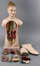 Antique Medical Human Anatomy Dissected Teaching Female GermanModel Hand Painted