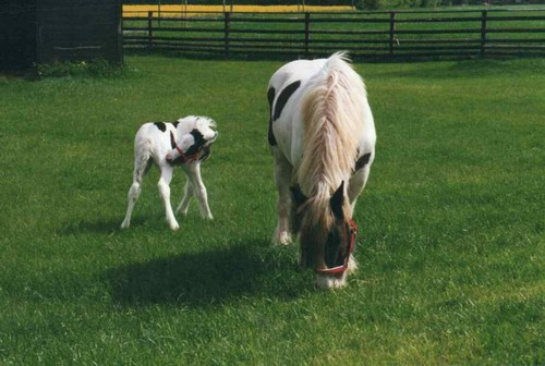 horse-direkt Hanföl 1 Ltr. - Für Pferde & Hunde -Omega 3 und 6 Fettsäuren-Barföl - Bild 4 von 6