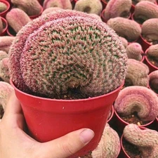 Cactus Plant Echinocereus Rigidissimus Rubispinus Hybrid Cactaceae cristata 7CM