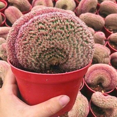 Cactus Plant Echinocereus Rigidissimus Rubispinus Hybrid Cactaceae cristata 7CM.
