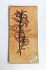 Raymonde Leduc Carreau plaque décorative Céramique Herbier Vallauris 80's