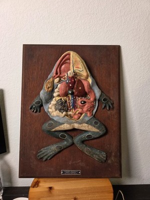 Vintage Carolina Biological Supply Co Frog Anatomy Wall Model Plaque