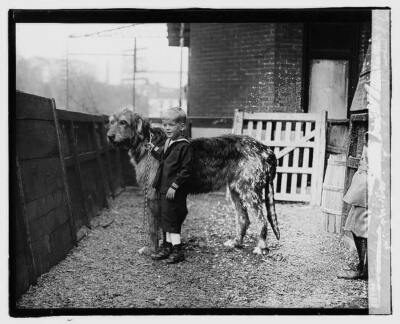 1920's Dog Show, Boy with Irish Wolfhound Reproduction Photo