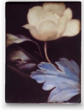 Sid Dickens Memory Block NOCTURNE Wall Tile D...