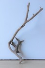 Treibholz Schwemmholz Driftwood 1kleine Wurzel Dekoration Terrarium 40 cm