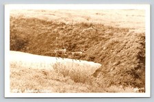Foto postal RPPC de animales de campo caribú de Alaska Robinson de colección