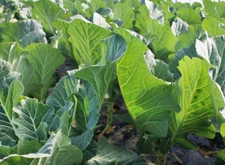 Bayou Kale Forage Brassica Seed 5 lbs. Food Plot Deer